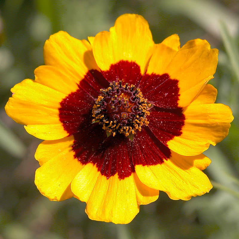 Coreopsis tinctoria: Identification, Health Benefits, Uses, Invasive ...